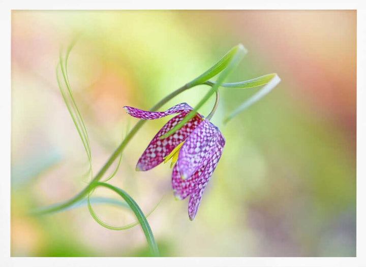 Delicate Checkered Flower - Floral Photographic Stretched Canvas Poster or Fine Art Print