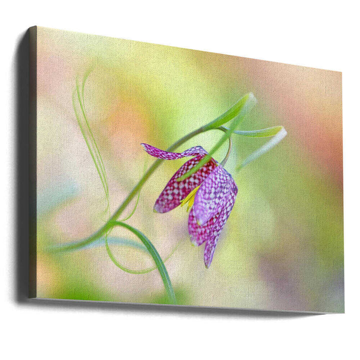 Delicate Checkered Flower - Floral Photographic Stretched Canvas Poster or Fine Art Print