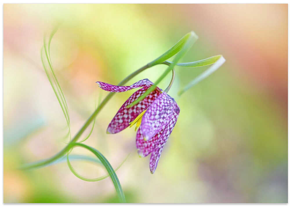 Delicate Checkered Flower - Floral Photographic Stretched Canvas Poster or Fine Art Print