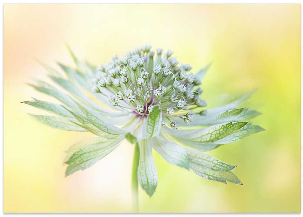 Delicate Green Bloom - Floral Photographic Stretched Canvas Poster or Fine Art Print