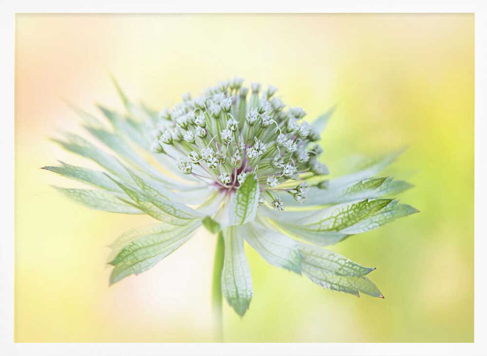 Delicate Green Bloom - Floral Photographic Stretched Canvas Poster or Fine Art Print