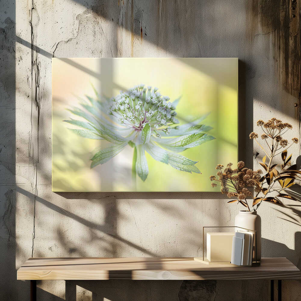Delicate Green Bloom - Floral Photographic Stretched Canvas Poster or Fine Art Print