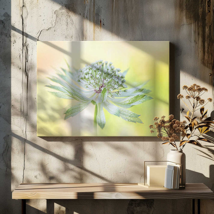 Delicate Green Bloom - Floral Photographic Stretched Canvas Poster or Fine Art Print