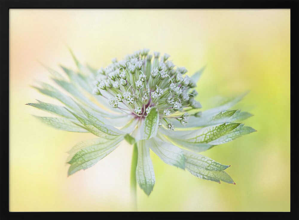Delicate Green Bloom - Floral Photographic Stretched Canvas Poster or Fine Art Print