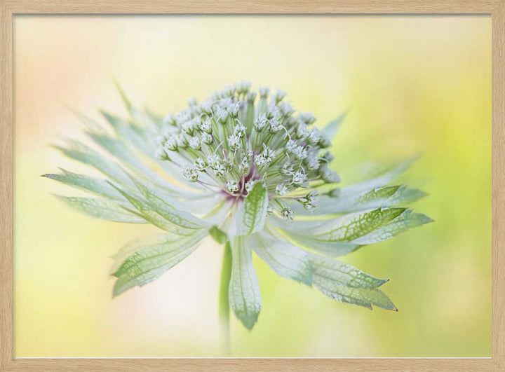 Delicate Green Bloom - Floral Photographic Stretched Canvas Poster or Fine Art Print