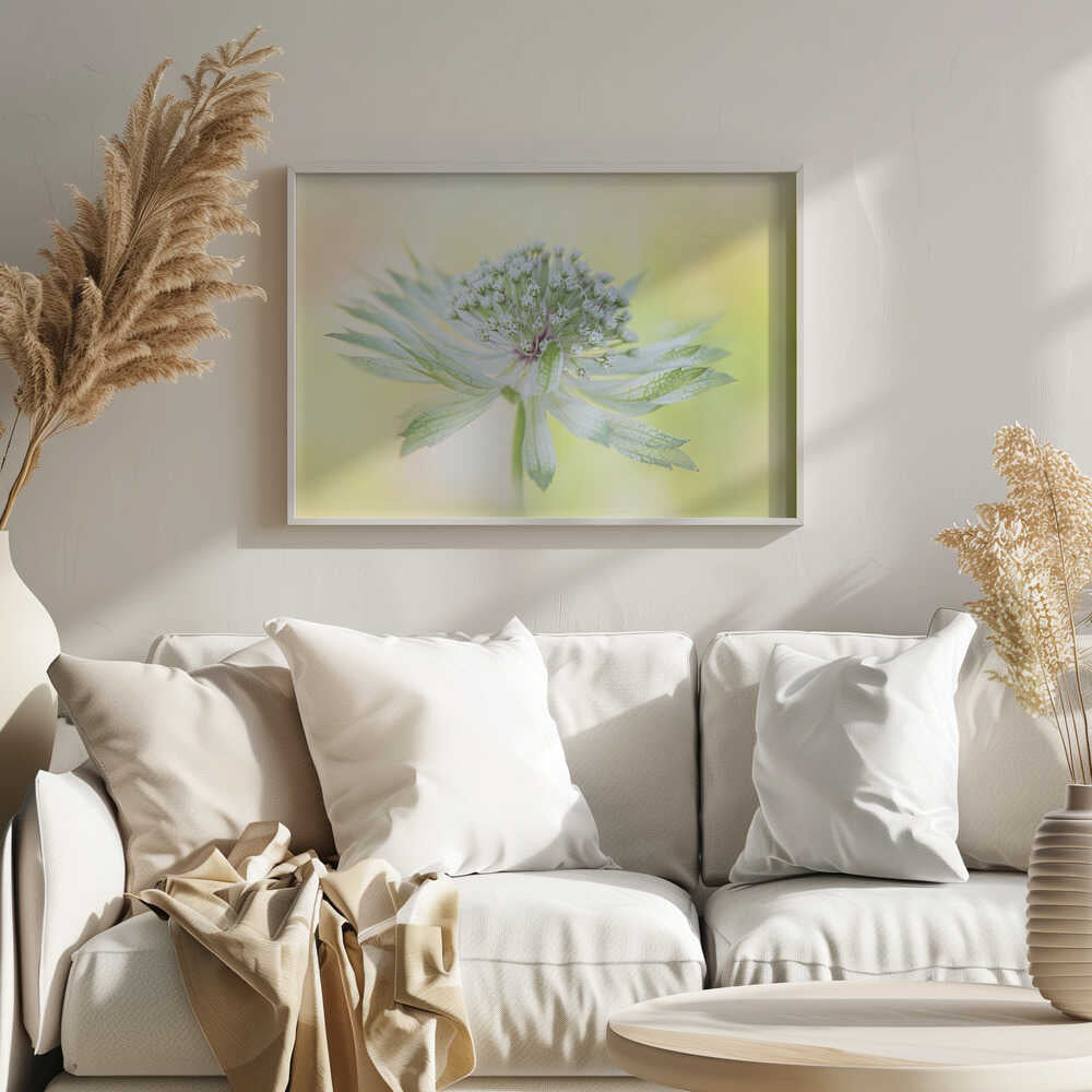 Delicate Green Bloom - Floral Photographic Stretched Canvas Poster or Fine Art Print
