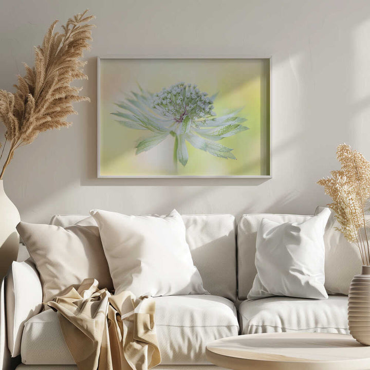 Delicate Green Bloom - Floral Photographic Stretched Canvas Poster or Fine Art Print