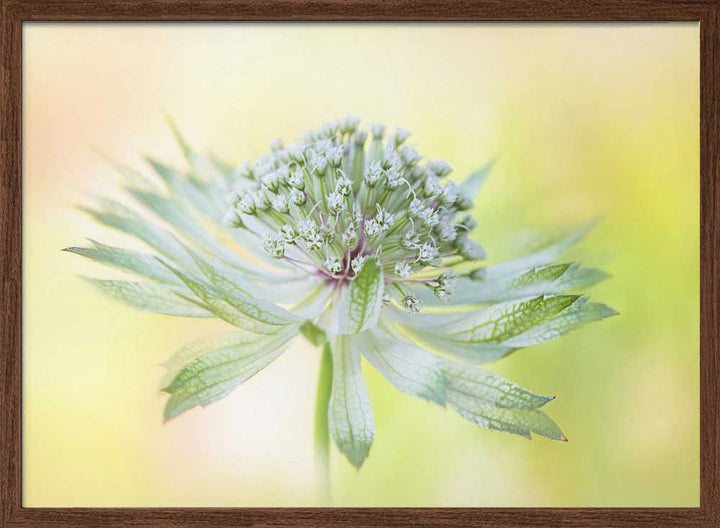 Delicate Green Bloom - Floral Photographic Stretched Canvas Poster or Fine Art Print