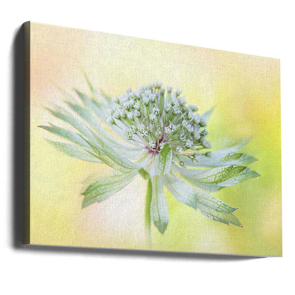 Delicate Green Bloom - Floral Photographic Stretched Canvas Poster or Fine Art Print