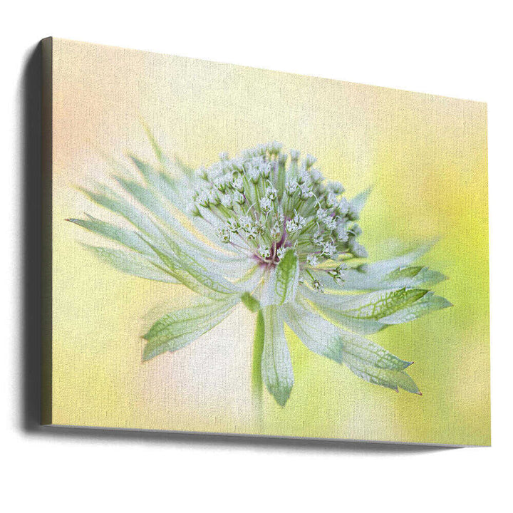 Delicate Green Bloom - Floral Photographic Stretched Canvas Poster or Fine Art Print