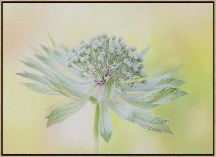 Delicate Green Bloom - Floral Photographic Stretched Canvas Poster or Fine Art Print
