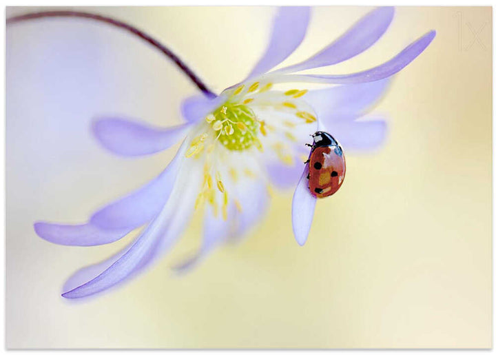 Delicate Ladybug Bloom - Floral Photographic Stretched Canvas Poster or Fine Art Print