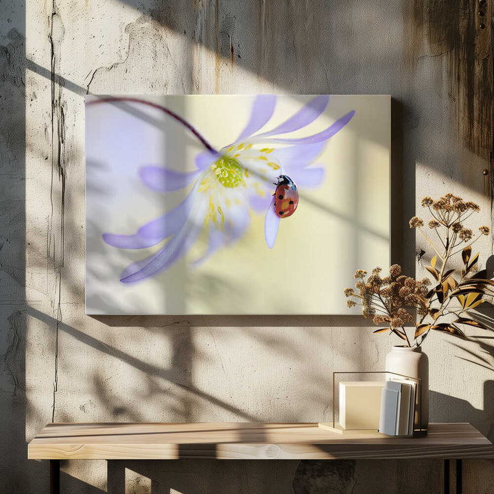 Delicate Ladybug Bloom - Floral Photographic Stretched Canvas Poster or Fine Art Print