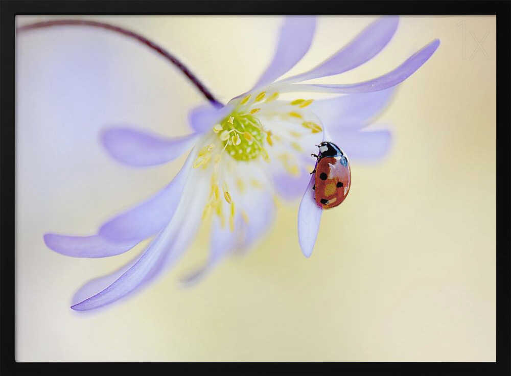 Delicate Ladybug Bloom - Floral Photographic Stretched Canvas Poster or Fine Art Print