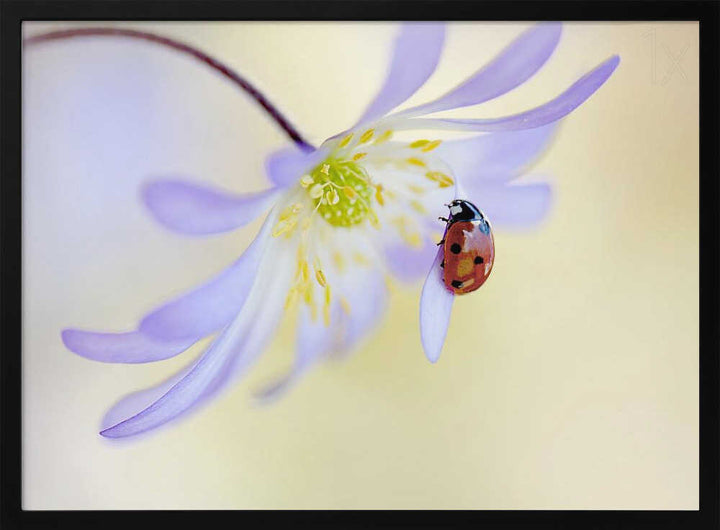 Delicate Ladybug Bloom - Floral Photographic Stretched Canvas Poster or Fine Art Print