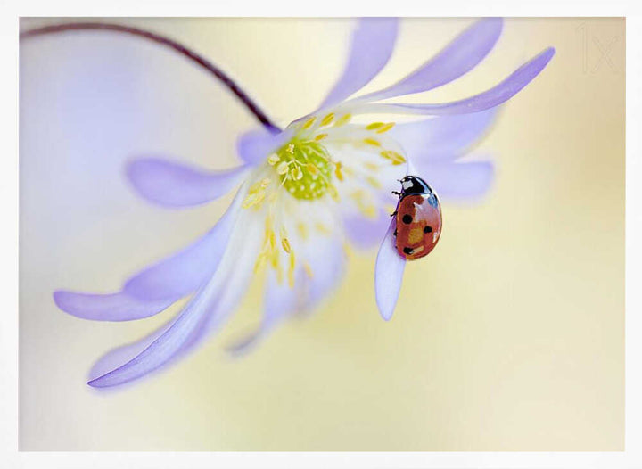 Delicate Ladybug Bloom - Floral Photographic Stretched Canvas Poster or Fine Art Print