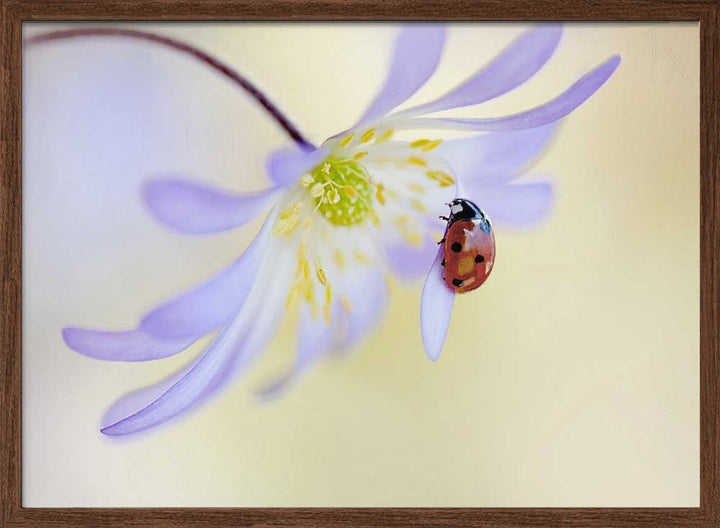Delicate Ladybug Bloom - Floral Photographic Stretched Canvas Poster or Fine Art Print
