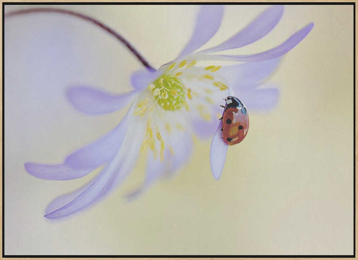 Delicate Ladybug Bloom - Floral Photographic Stretched Canvas Poster or Fine Art Print