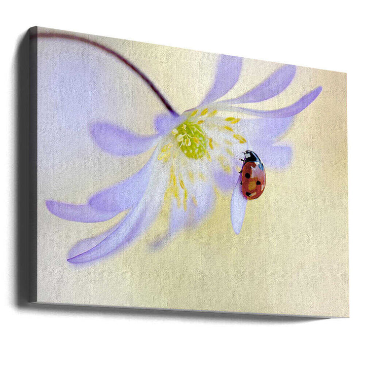 Delicate Ladybug Bloom - Floral Photographic Stretched Canvas Poster or Fine Art Print