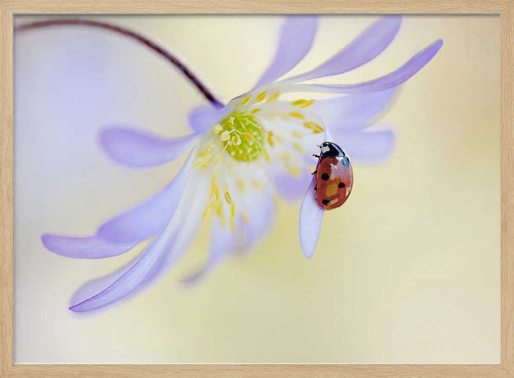 Delicate Ladybug Bloom - Floral Photographic Stretched Canvas Poster or Fine Art Print