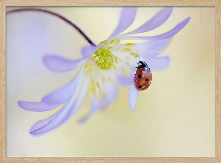 Delicate Ladybug Bloom - Floral Photographic Stretched Canvas Poster or Fine Art Print