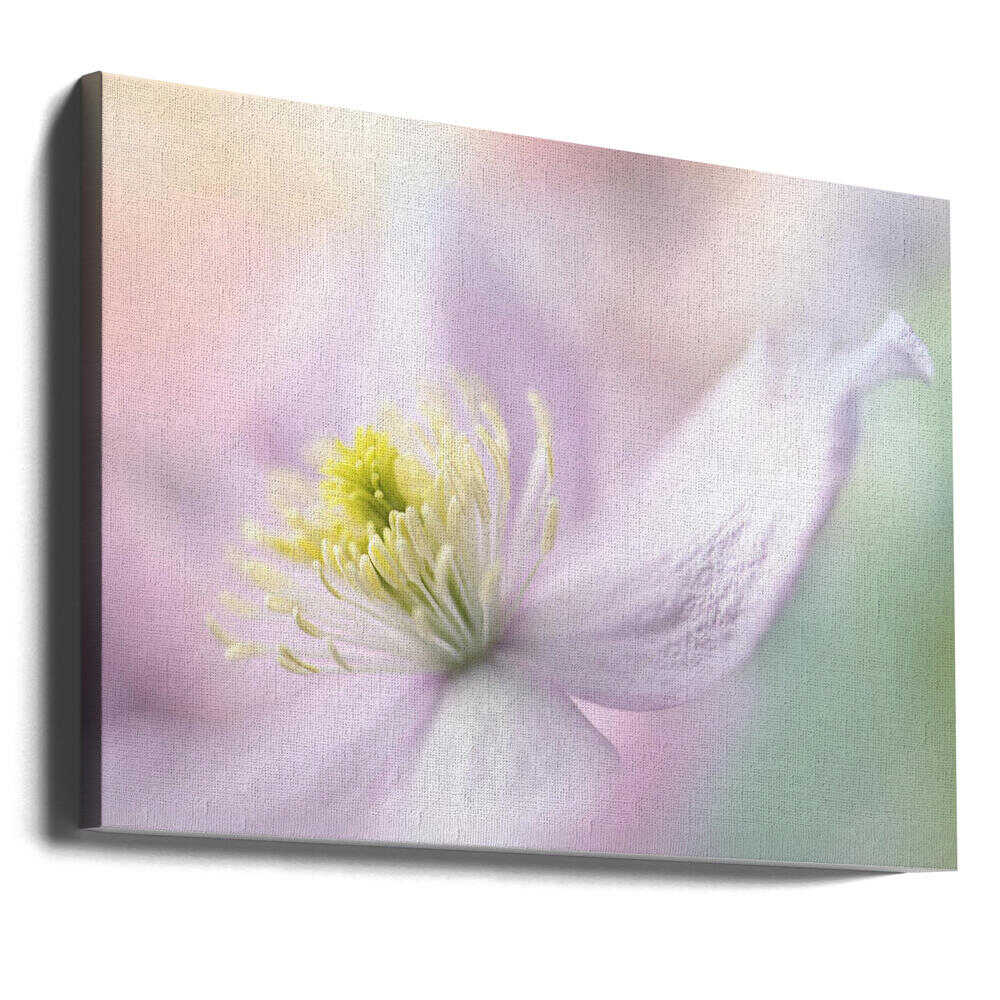 Delicate Pastel Bloom - Stretched Canvas Poster or Fine Art Print