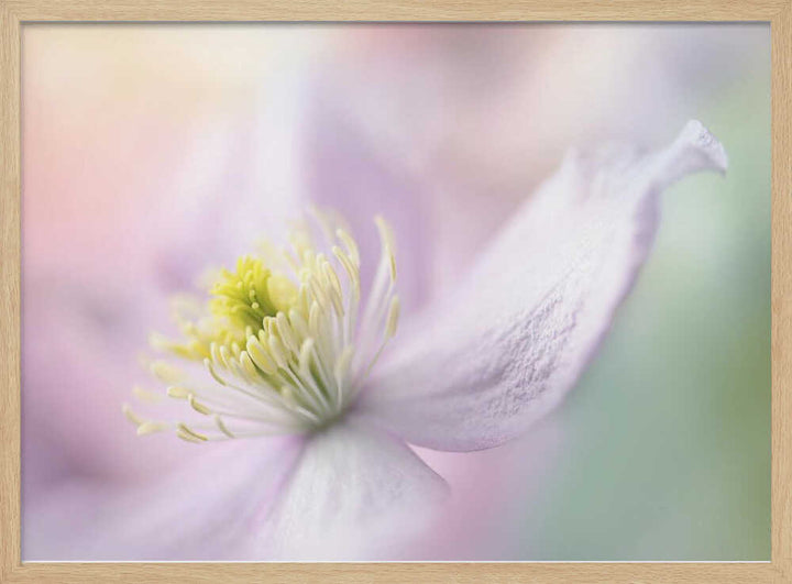 Delicate Pastel Bloom - Stretched Canvas Poster or Fine Art Print