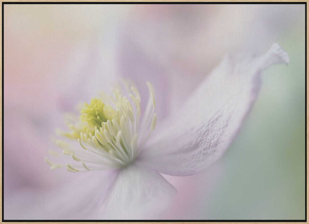 Delicate Pastel Bloom - Stretched Canvas Poster or Fine Art Print