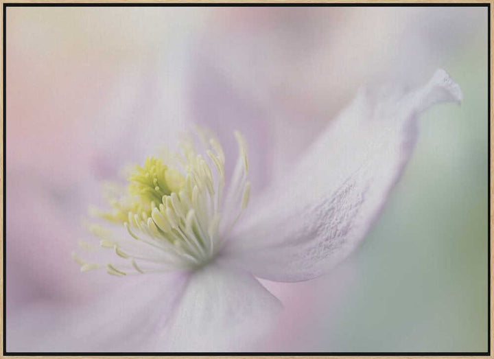Delicate Pastel Bloom - Stretched Canvas Poster or Fine Art Print