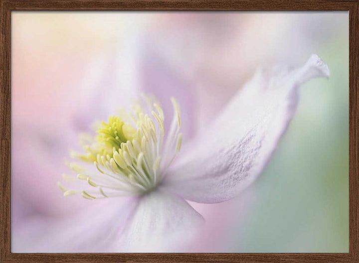 Delicate Pastel Bloom - Stretched Canvas Poster or Fine Art Print