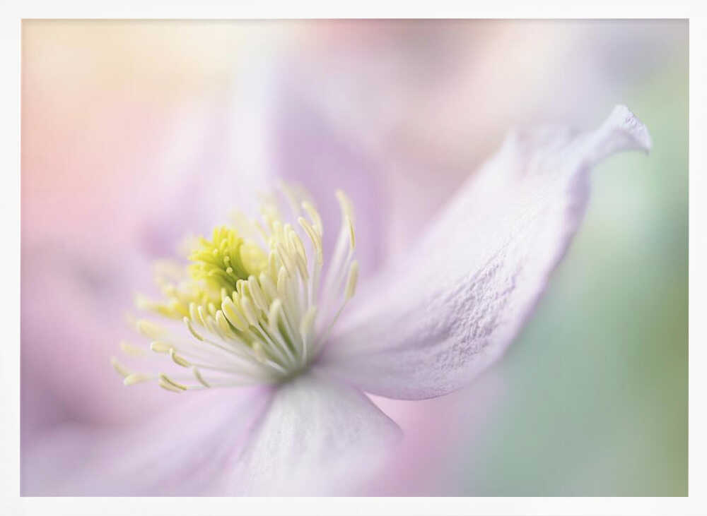 Delicate Pastel Bloom - Stretched Canvas Poster or Fine Art Print