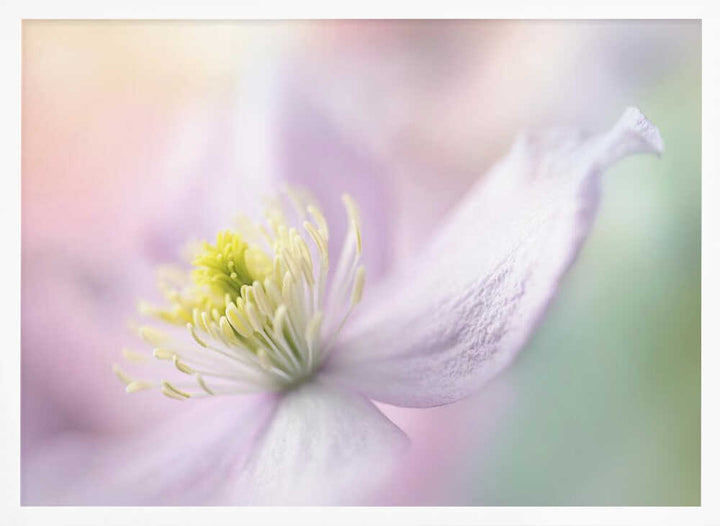 Delicate Pastel Bloom - Stretched Canvas Poster or Fine Art Print