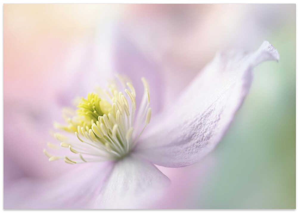 Delicate Pastel Bloom - Stretched Canvas Poster or Fine Art Print