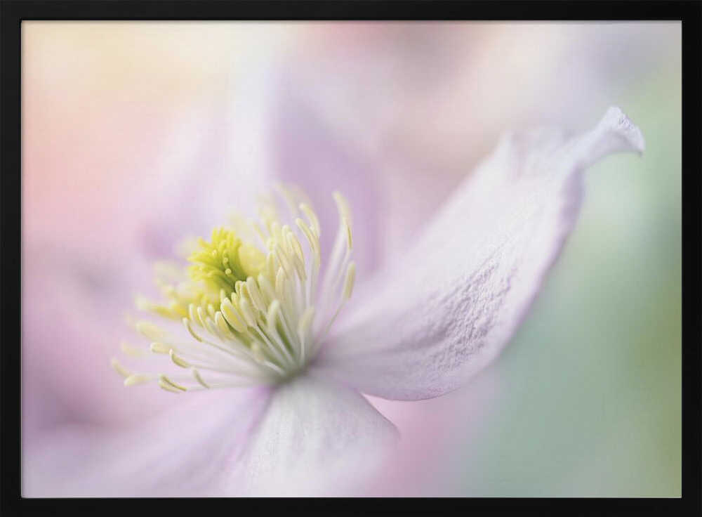 Delicate Pastel Bloom - Stretched Canvas Poster or Fine Art Print