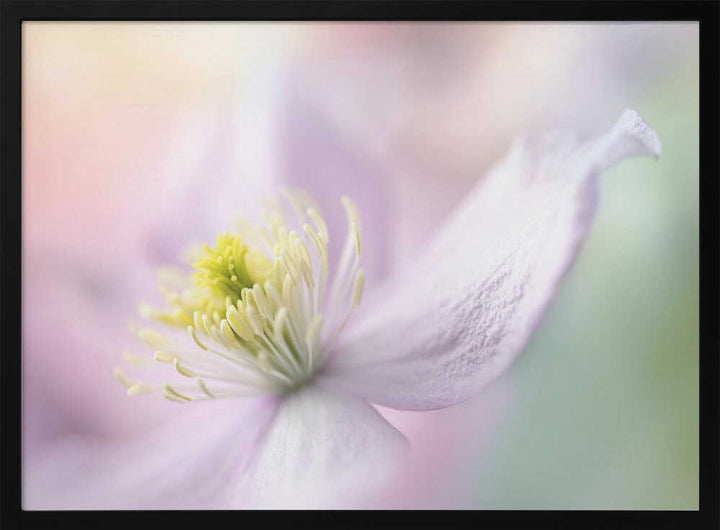 Delicate Pastel Bloom - Stretched Canvas Poster or Fine Art Print
