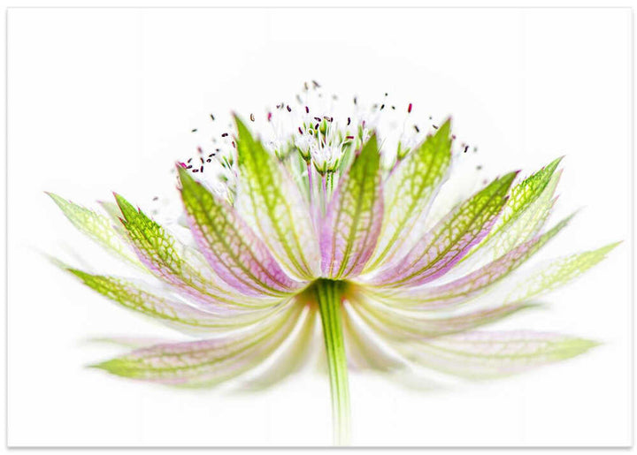 Delicate Pink Bloom - Floral Photographic Stretched Canvas Poster or Fine Art Print