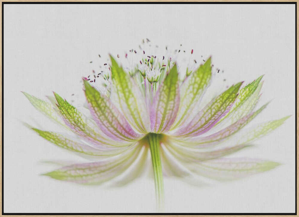 Delicate Pink Bloom - Floral Photographic Stretched Canvas Poster or Fine Art Print