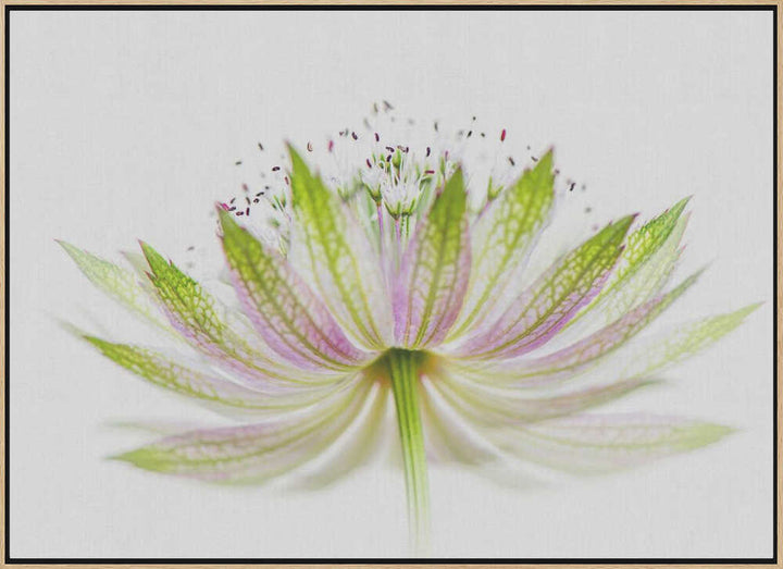 Delicate Pink Bloom - Floral Photographic Stretched Canvas Poster or Fine Art Print