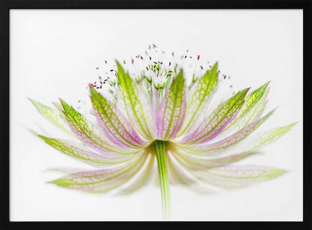 Delicate Pink Bloom - Floral Photographic Stretched Canvas Poster or Fine Art Print