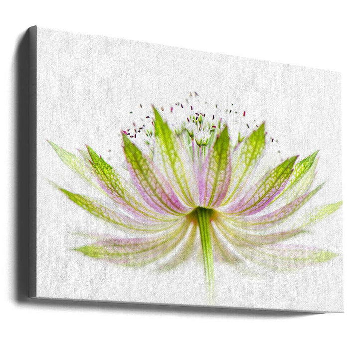 Delicate Pink Bloom - Floral Photographic Stretched Canvas Poster or Fine Art Print