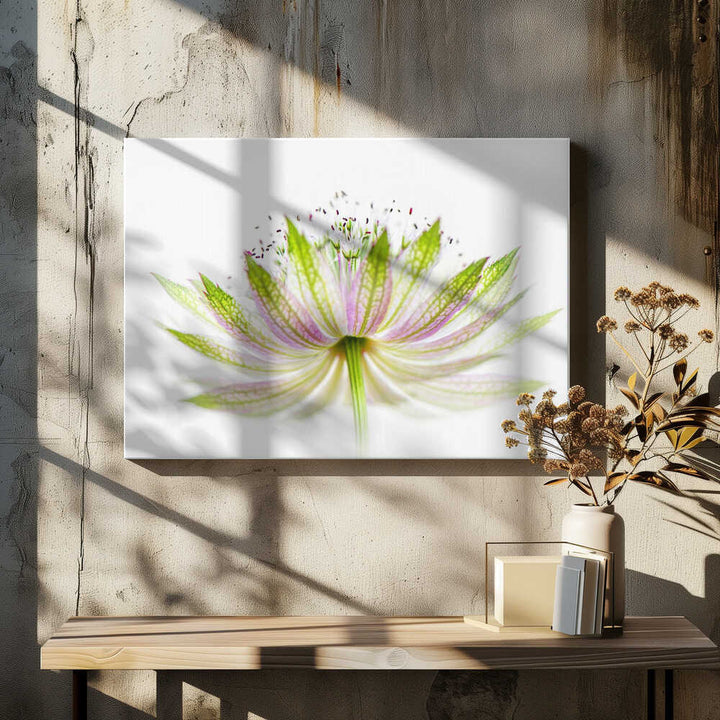 Delicate Pink Bloom - Floral Photographic Stretched Canvas Poster or Fine Art Print