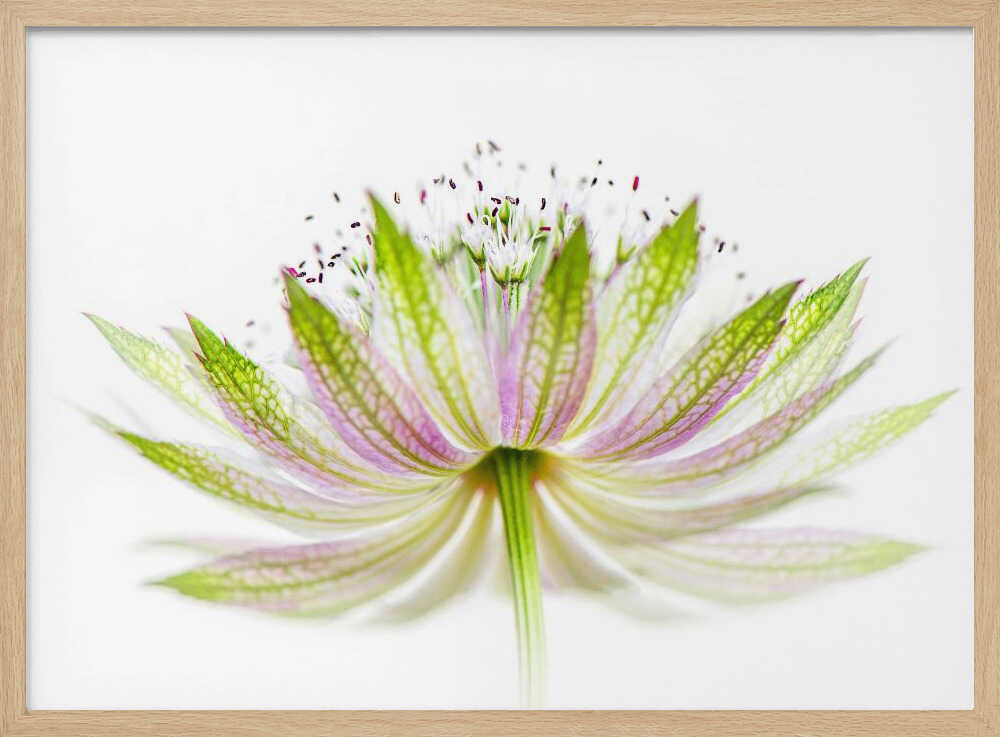 Delicate Pink Bloom - Floral Photographic Stretched Canvas Poster or Fine Art Print