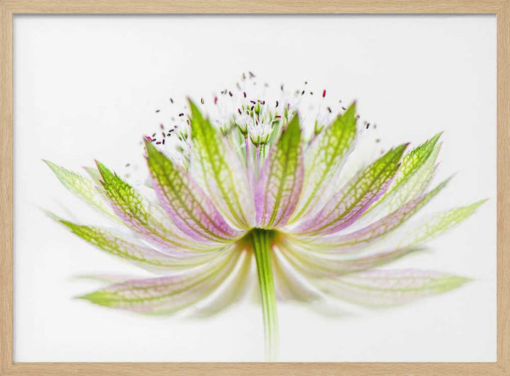 Delicate Pink Bloom - Floral Photographic Stretched Canvas Poster or Fine Art Print