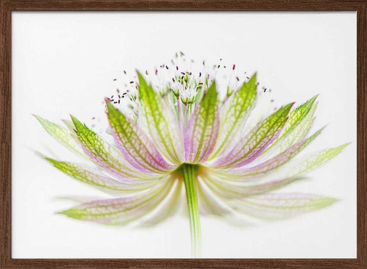 Delicate Pink Bloom - Floral Photographic Stretched Canvas Poster or Fine Art Print