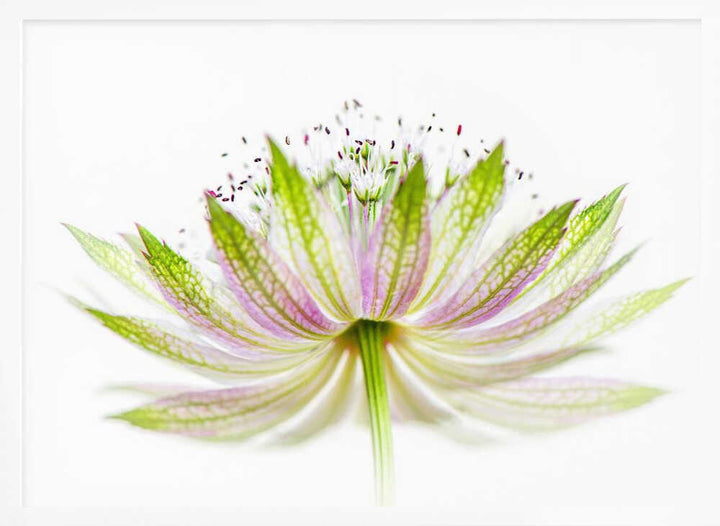 Delicate Pink Bloom - Floral Photographic Stretched Canvas Poster or Fine Art Print