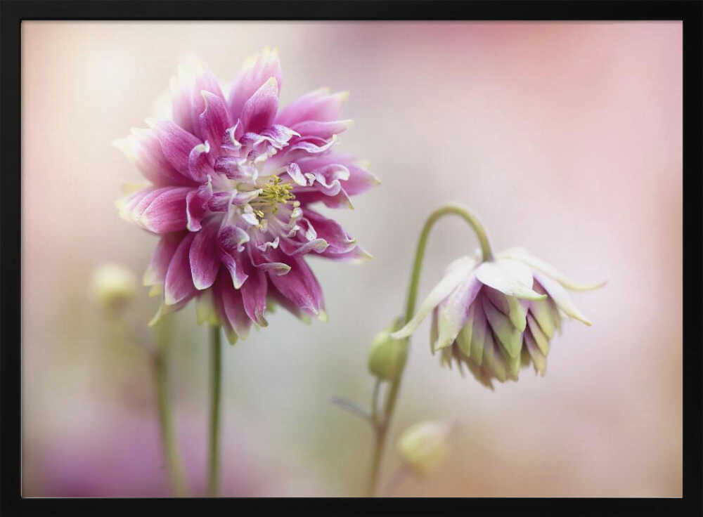 Delicate Pink Blooms - Floral Photographic Stretched Canvas Poster or Fine Art Print