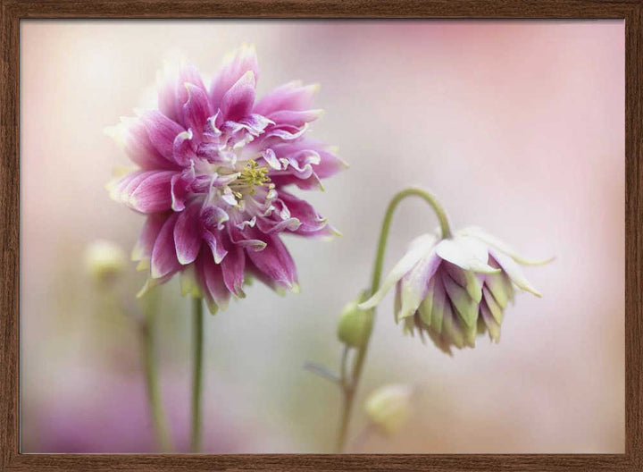 Delicate Pink Blooms - Floral Photographic Stretched Canvas Poster or Fine Art Print