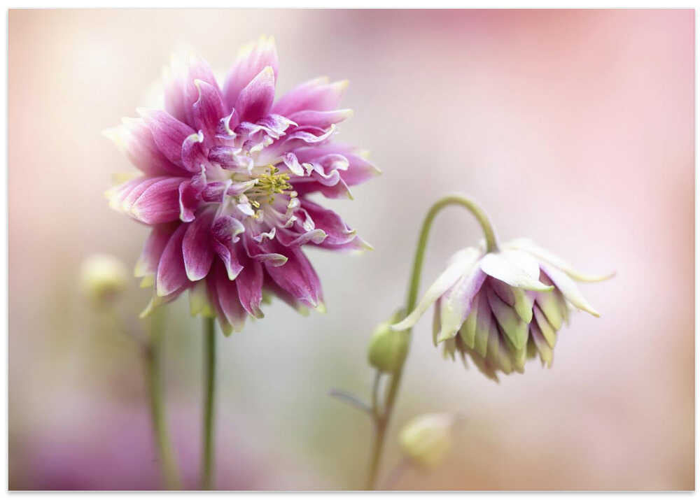 Delicate Pink Blooms - Floral Photographic Stretched Canvas Poster or Fine Art Print