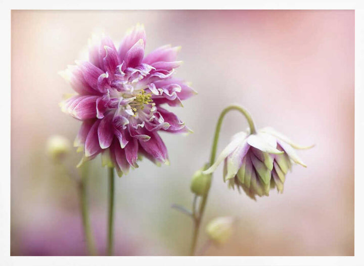 Delicate Pink Blooms - Floral Photographic Stretched Canvas Poster or Fine Art Print