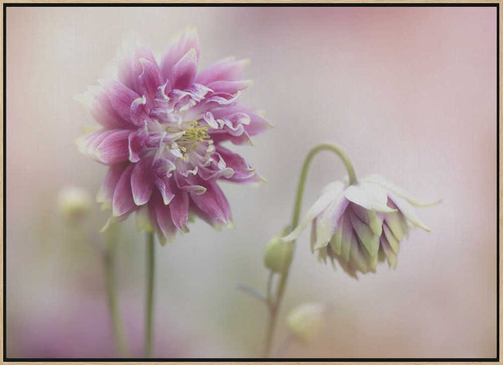 Delicate Pink Blooms - Floral Photographic Stretched Canvas Poster or Fine Art Print